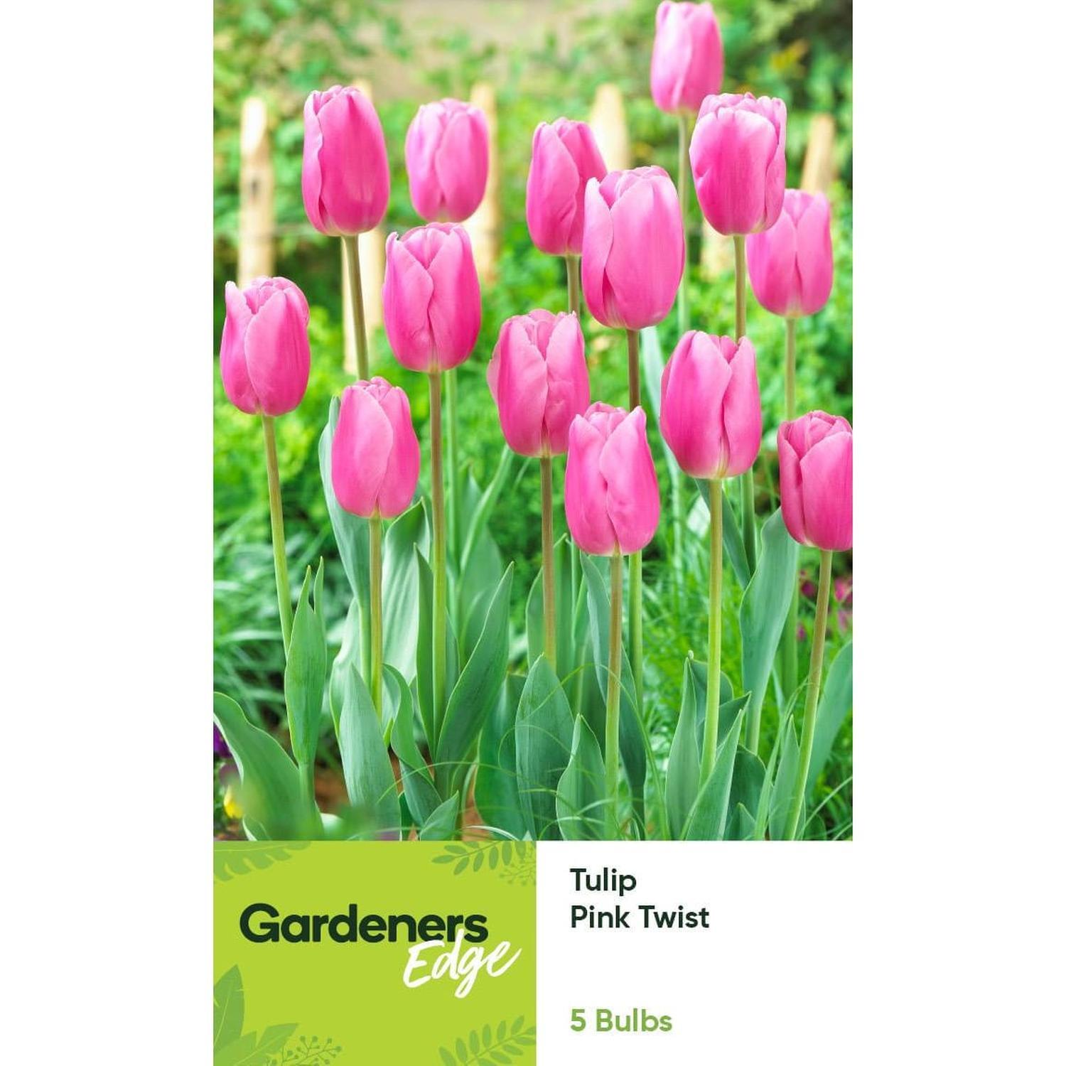 Tulip Single Pink Twist 5 pack