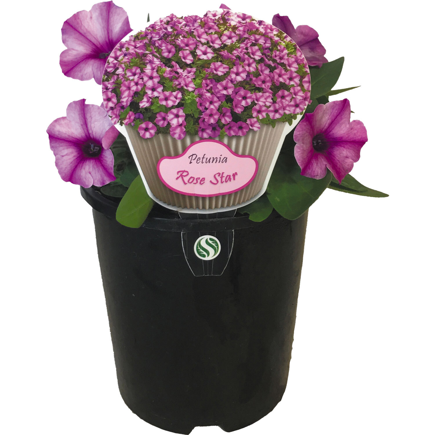 Petunia Rose Star