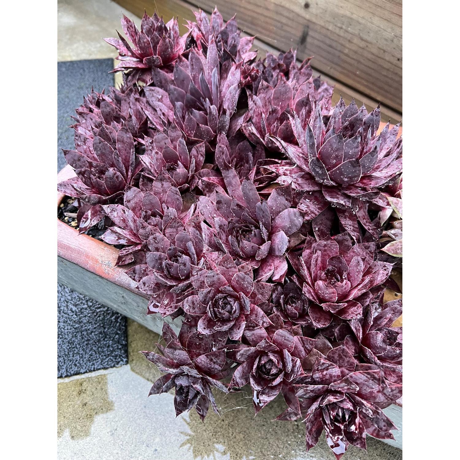 SUPERSEMPS® Sempervivum Onyx