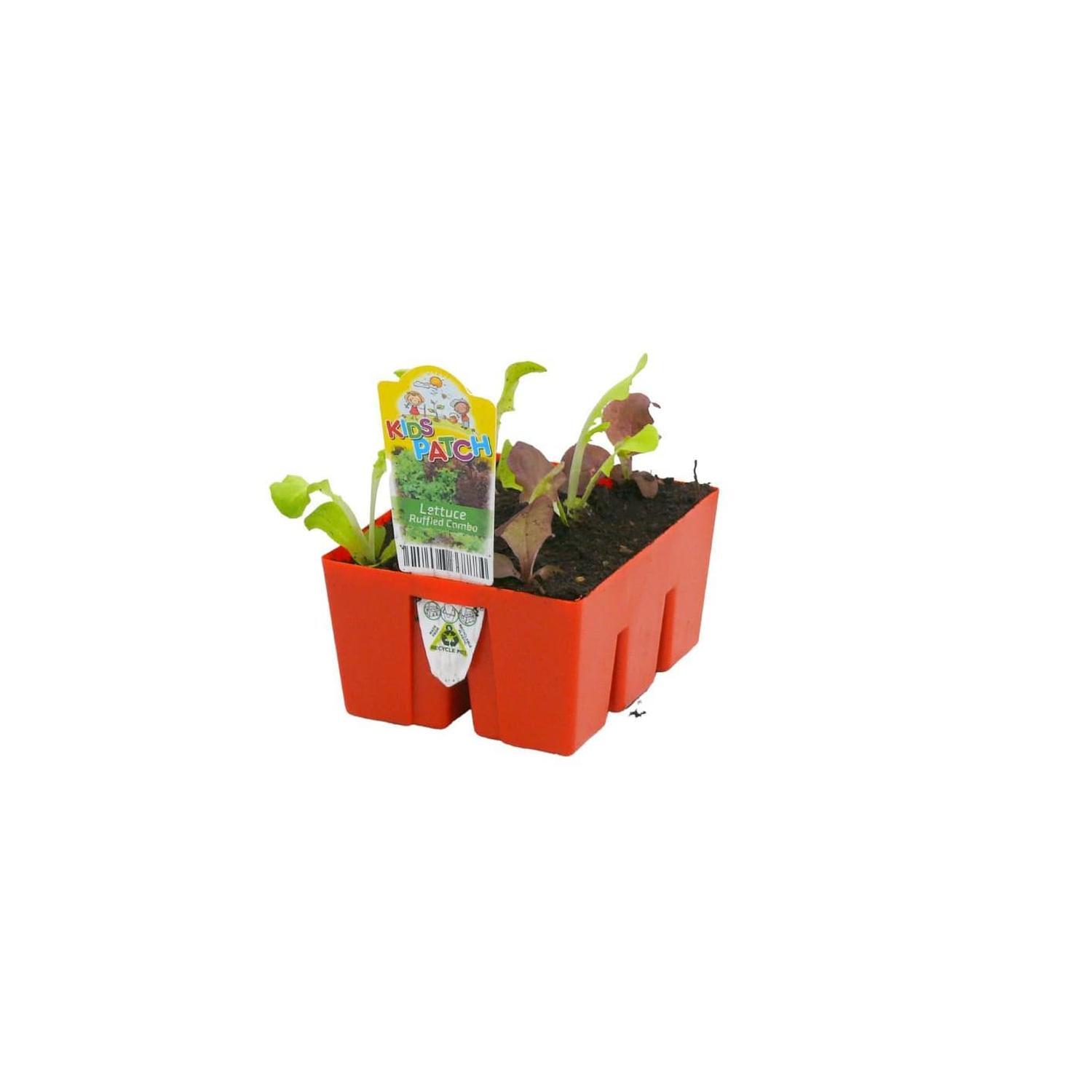Lettuce 'Ruffled Combo'