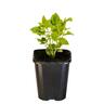 Basil Mrs Burns Lemon