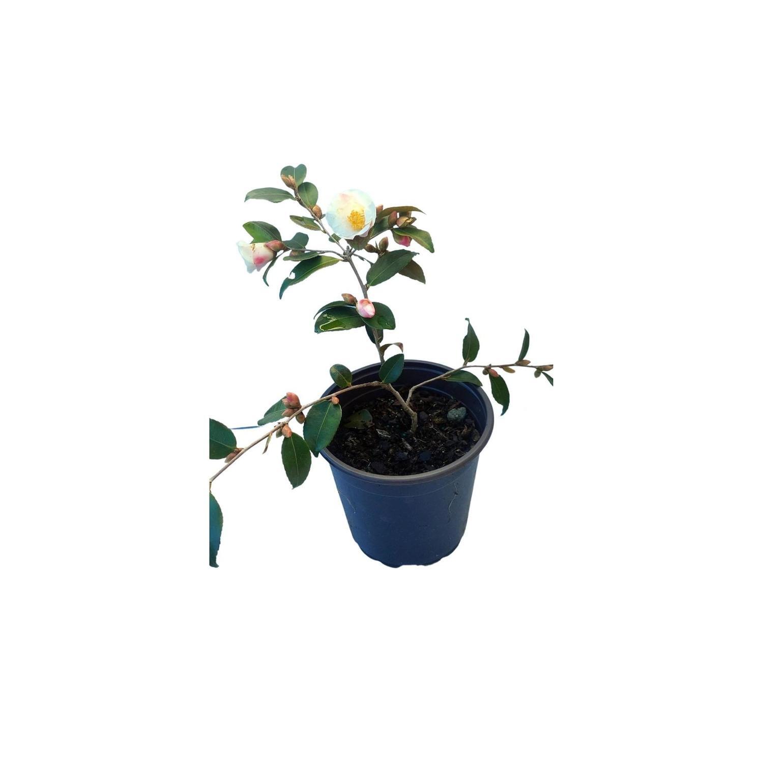 Camellia 'blizzard'