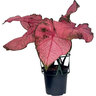 Potted Caladium
