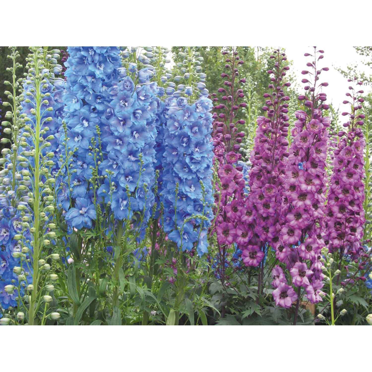 Delphinium Assorted