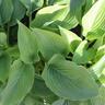 Hosta Empress Wu