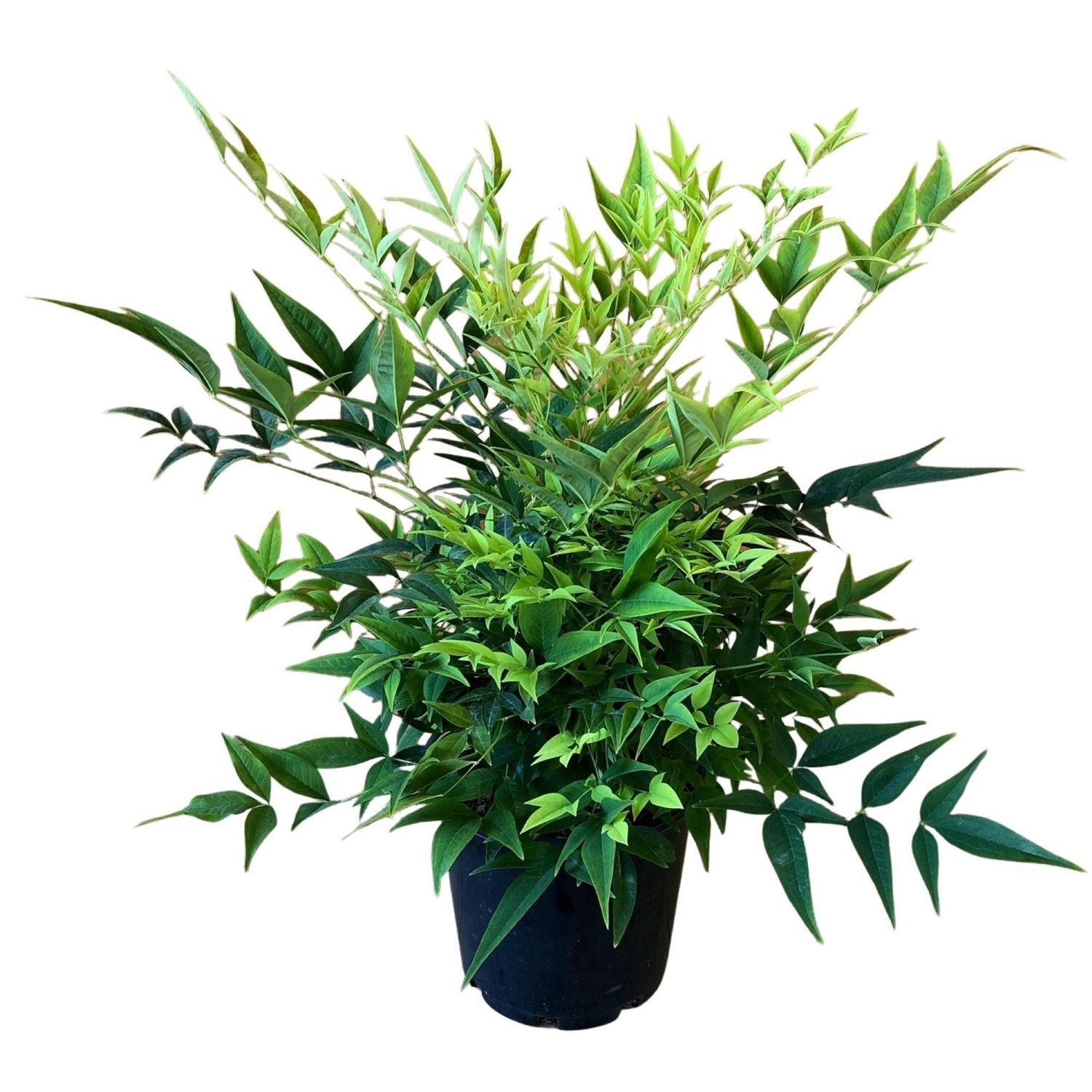 Nandina Lemon & Lime 4.5 litre Green, Lime, Yellow