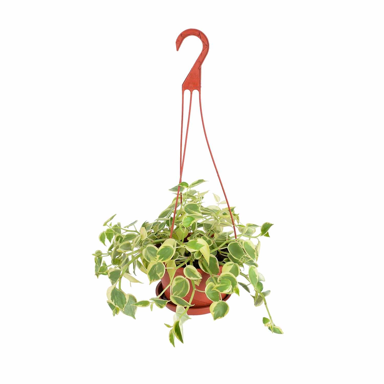 Peperomia Scandens