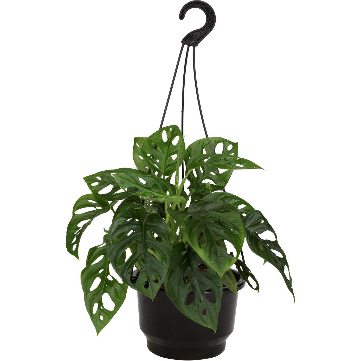 Monstera Monkey Mask