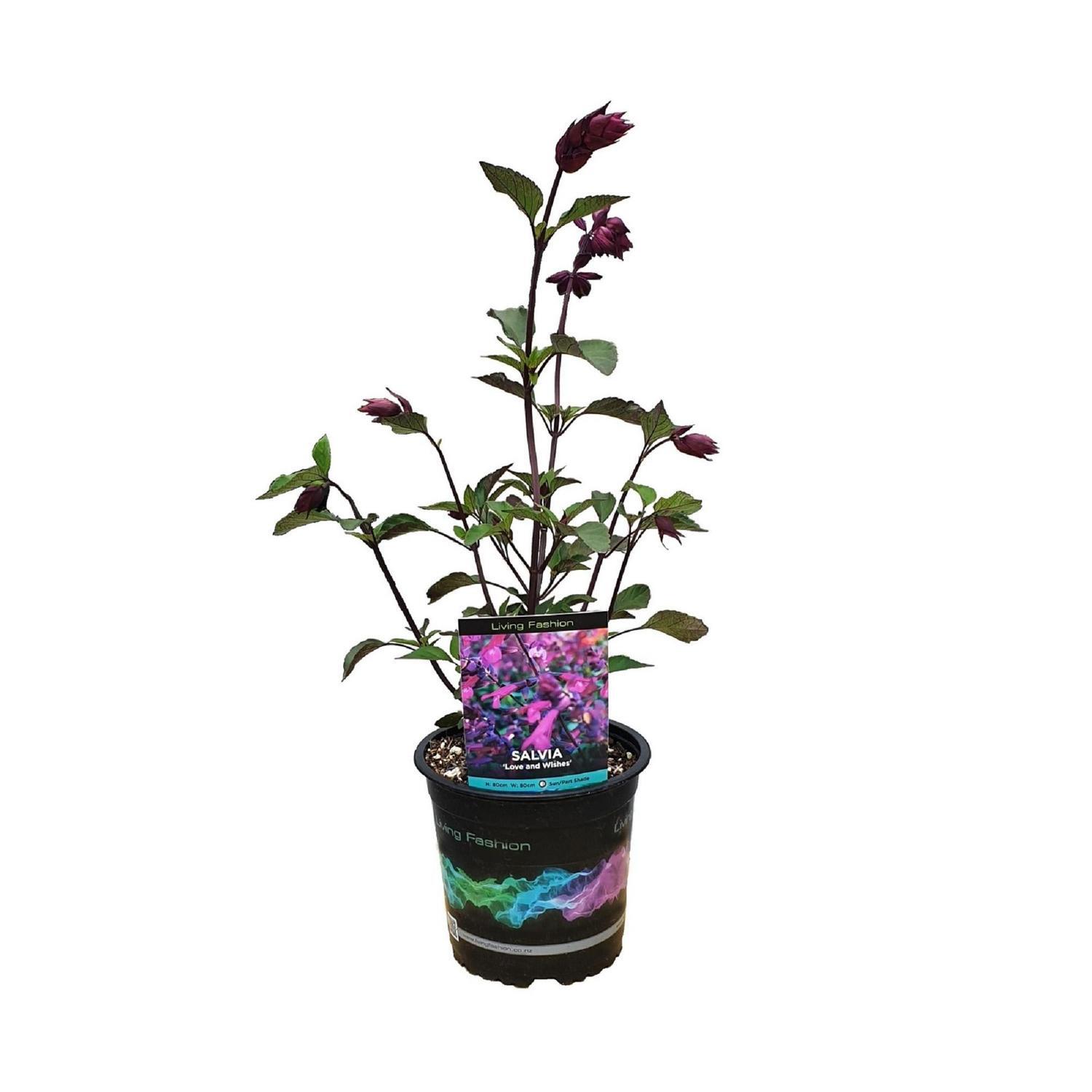 Salvia Love and Wishes