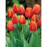 Tulip Darwin 'Ad Rem'