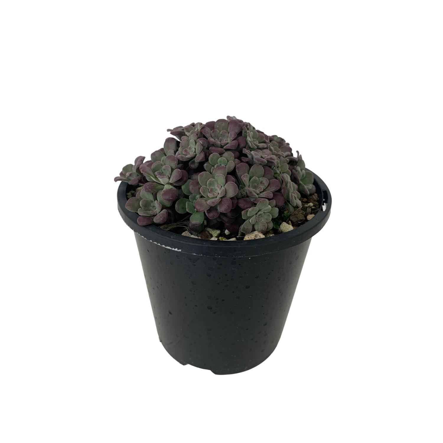 Sedum spatchulifoium 'Purpureum'