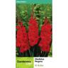 Gladioli Magma 10 Pack