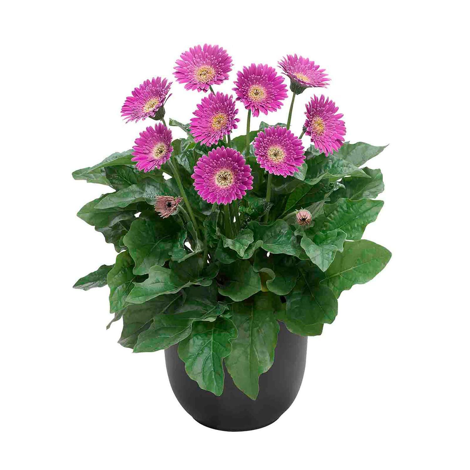 Gerbera Sweet Surprise