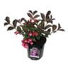 Weigela Wine & Roses