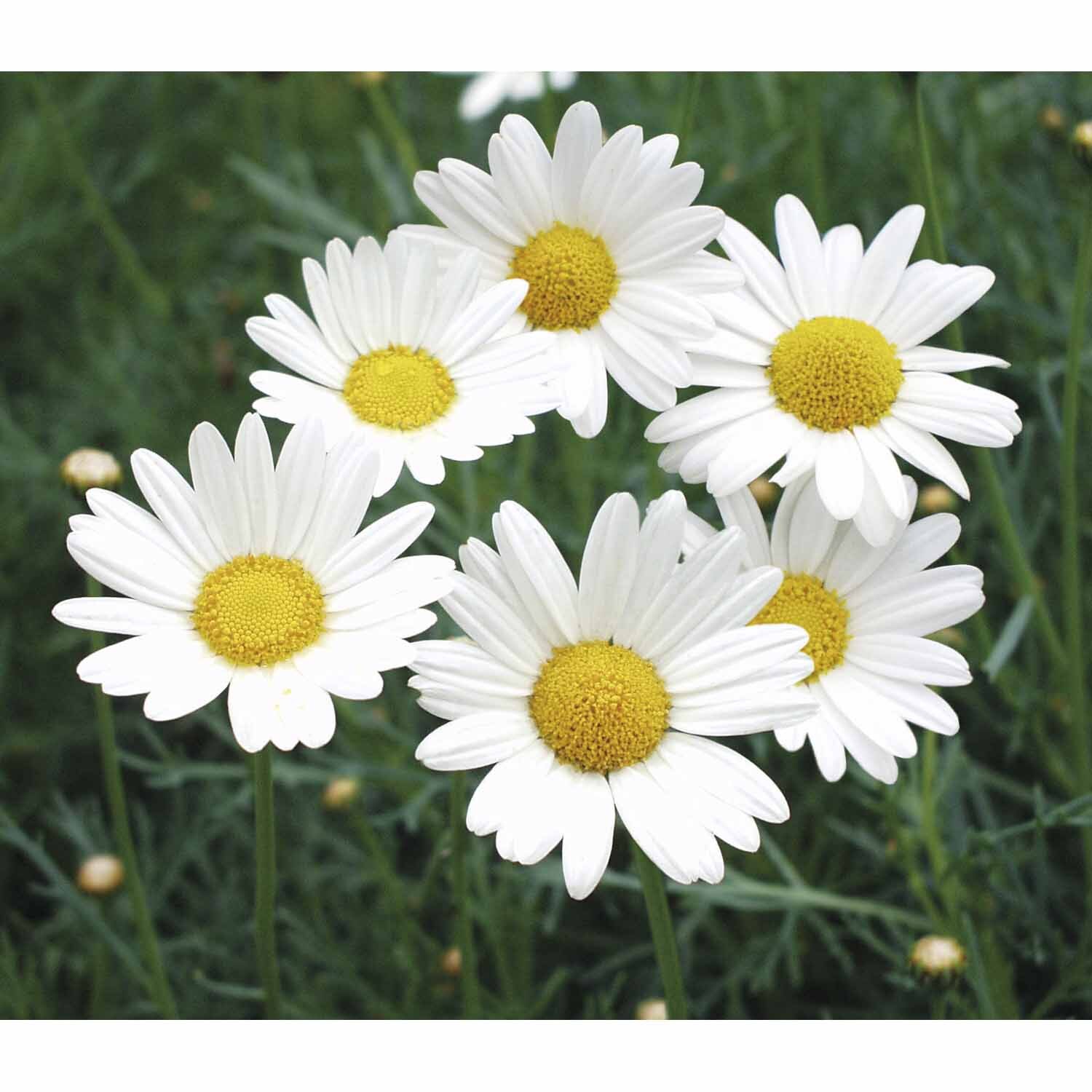 Argyranthemum Sultans Pride
