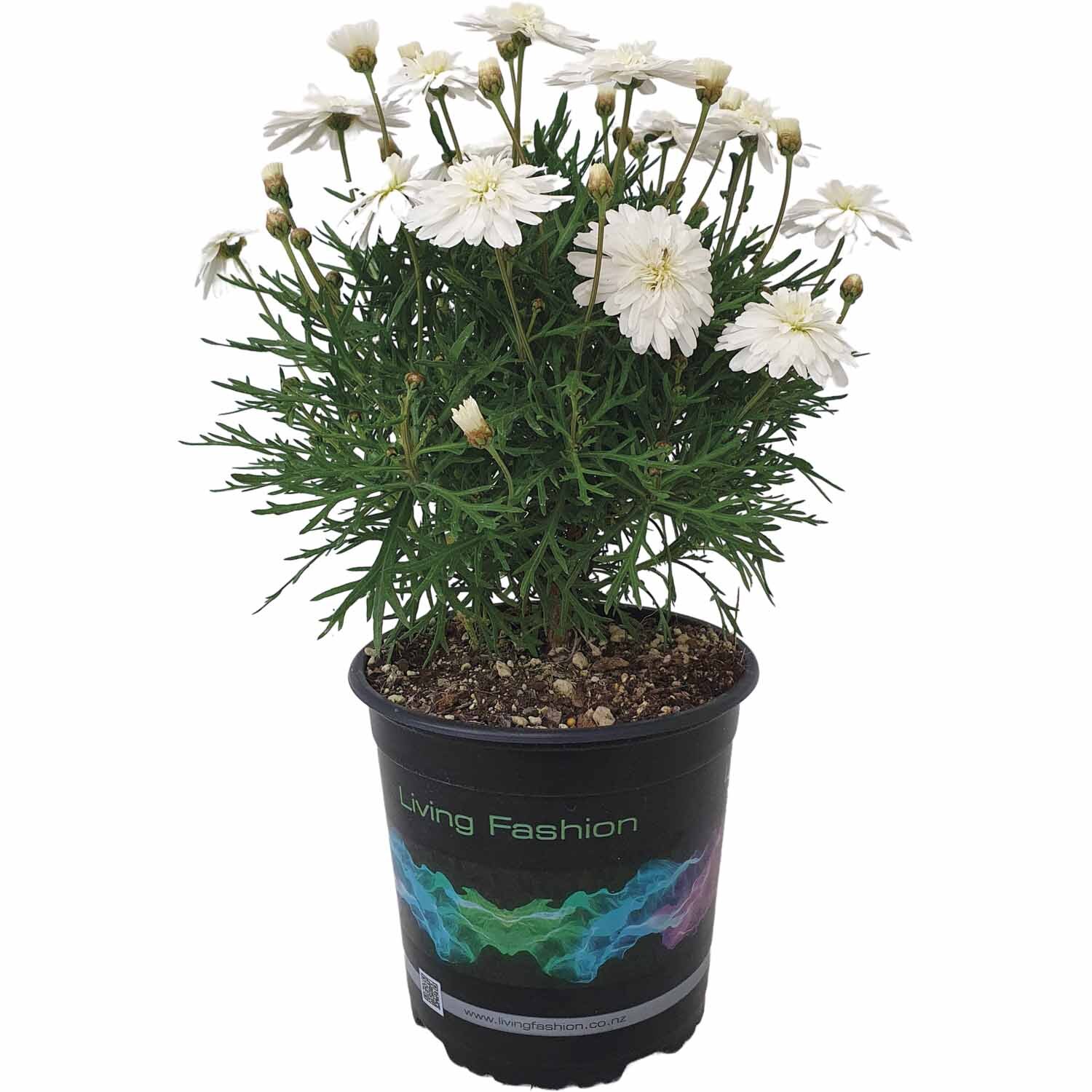 Argyranthemum Purity