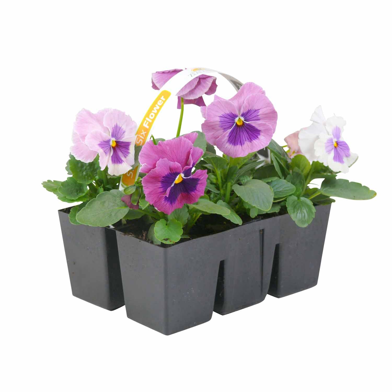 Pansy