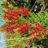 Callistemon Red Cluster 8.5L