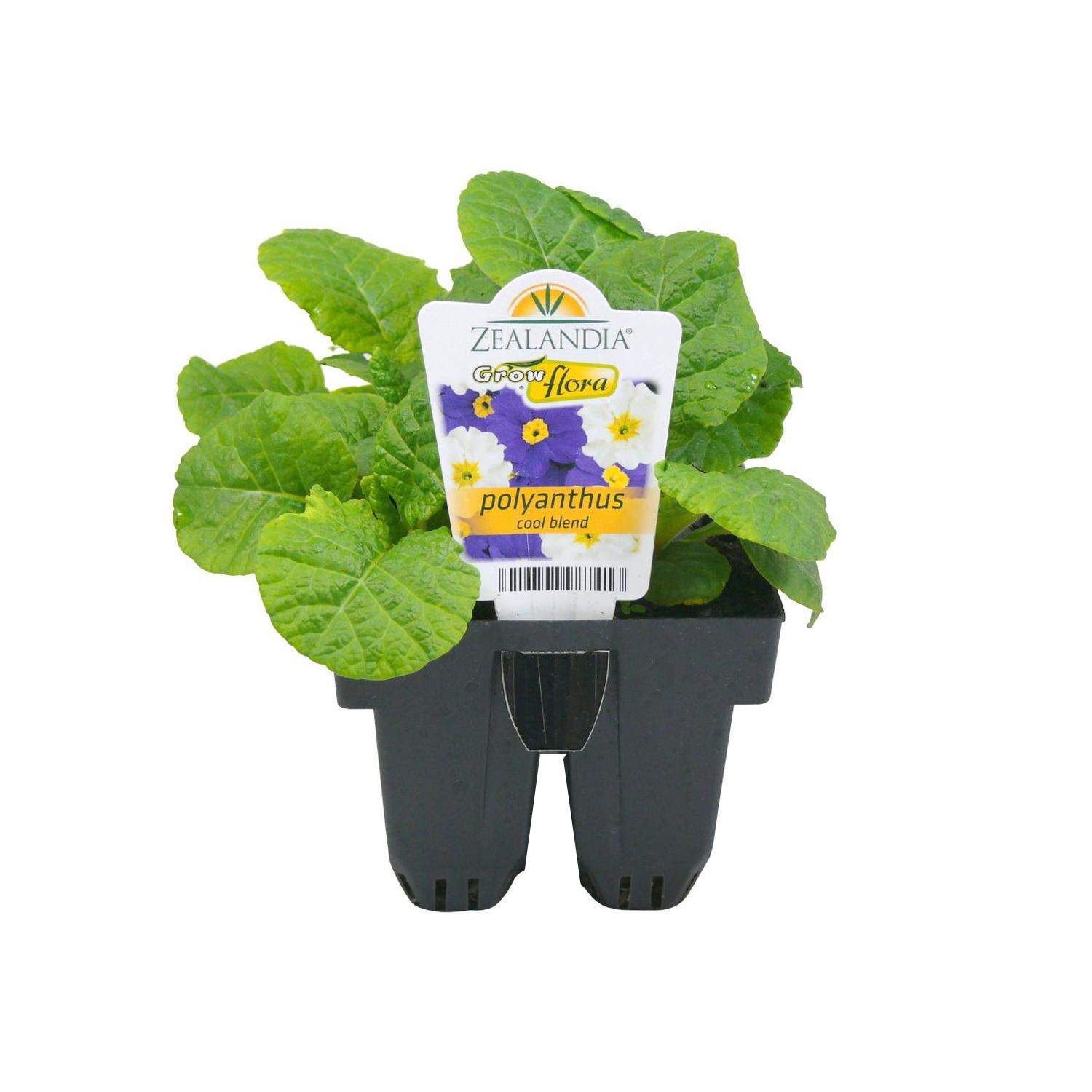 Polyanthus