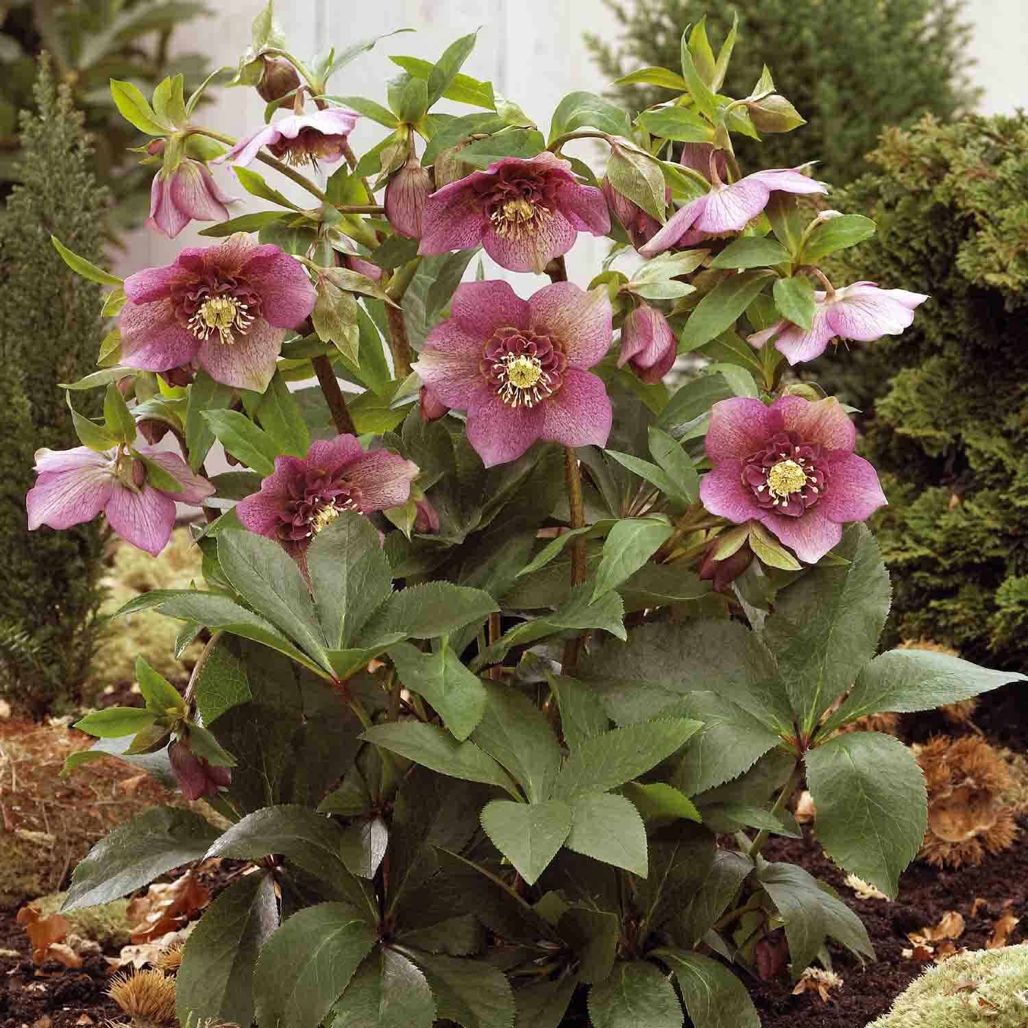 Helleborus 'Tu Tu'