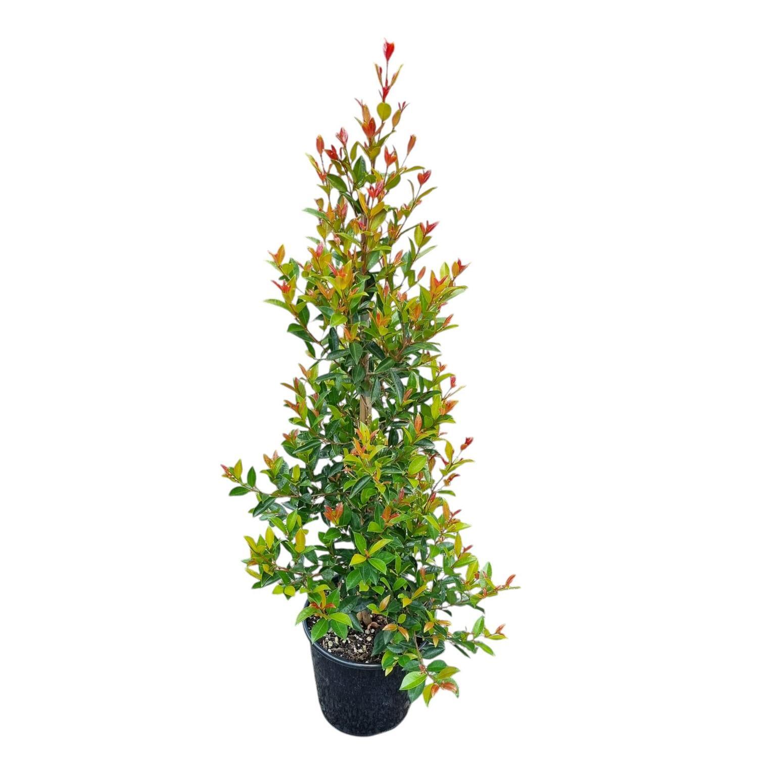 Eugenia Ventenati 'Lilly Pilly' 6L
