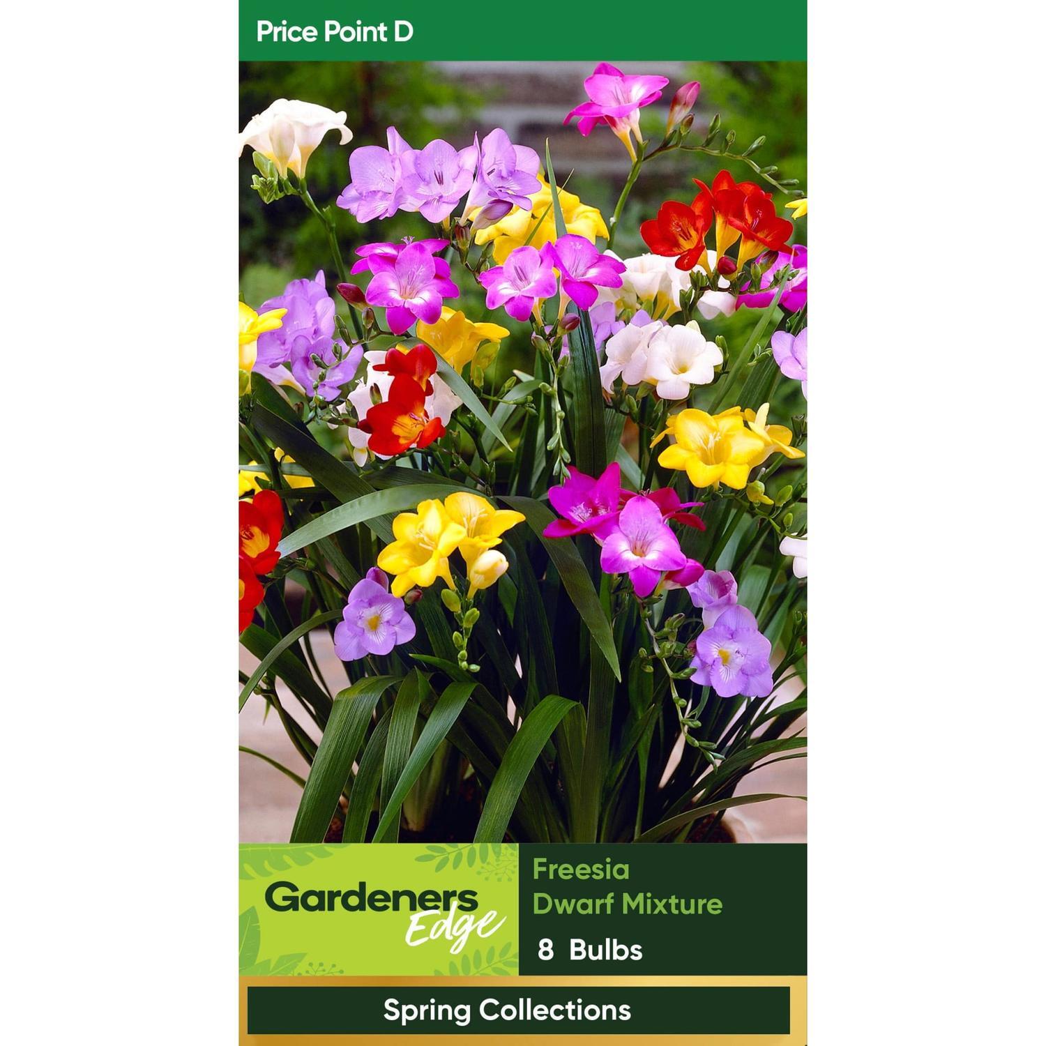 Dwarf Freesia Mixture Pack of 8