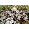 Heuchera 'Glitter'
