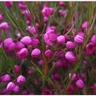 Boronia Lipstick