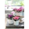 African Violets