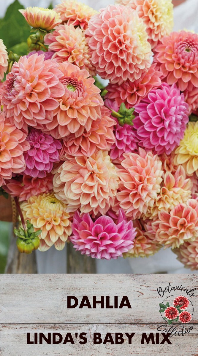Dahlia Speciality Linda Baby Mix 3 Pack