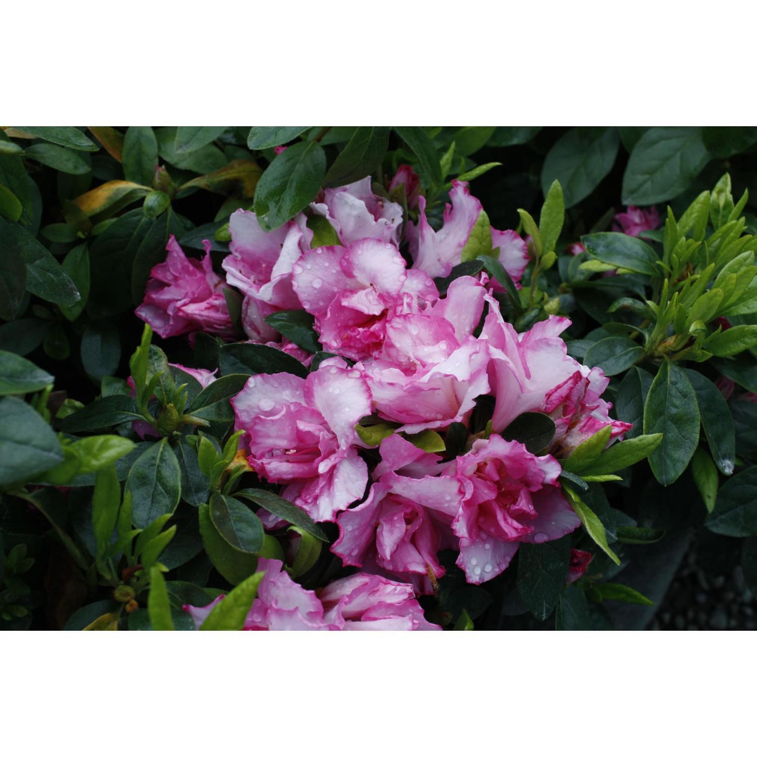 Azalea
