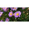 Brachyscome Amethyst