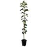 Apple Semi-Dwarf 'Peasgood's Nonsuch' 4.7 litre