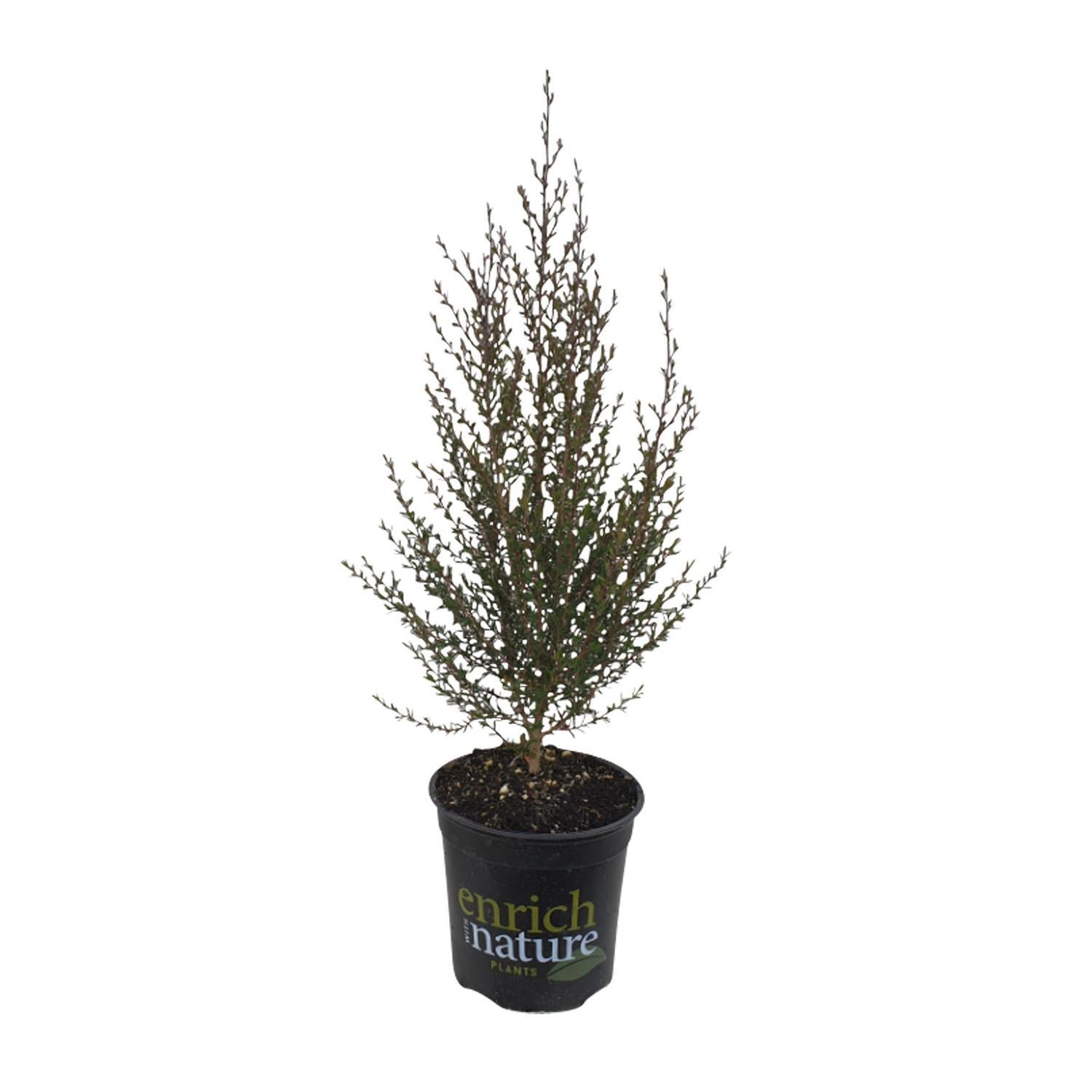 Leptospermum Sunraysia