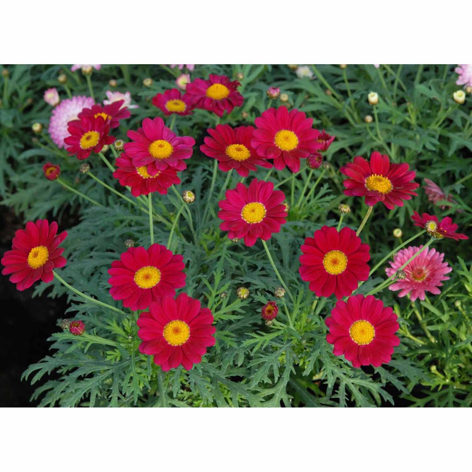 Federation  Daisy Starlight Red