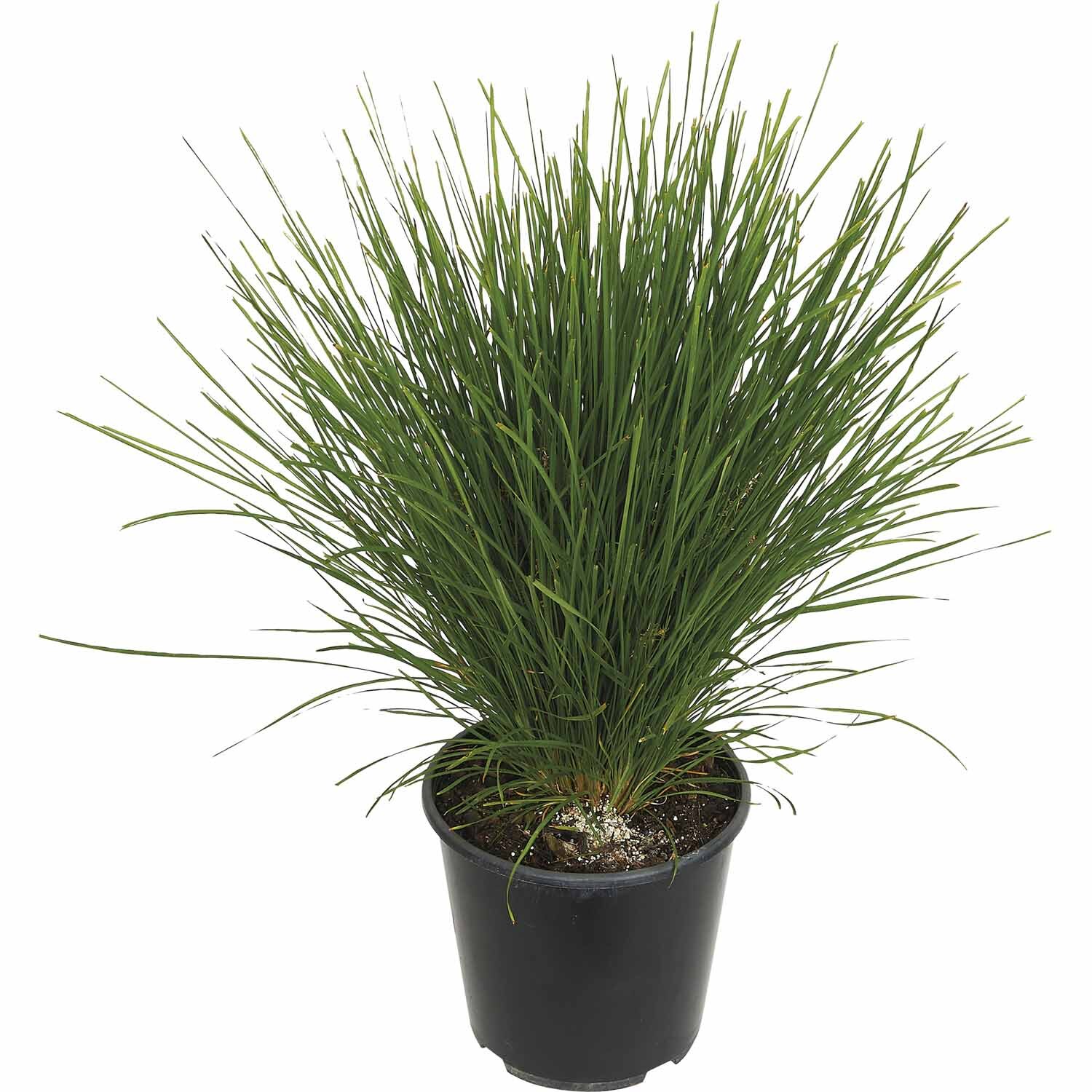 Lomandra Lime Tuff