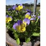 Viola Magnifi Scent Bonny