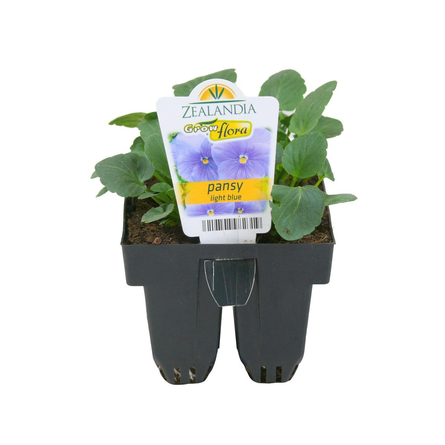Pansy Delta