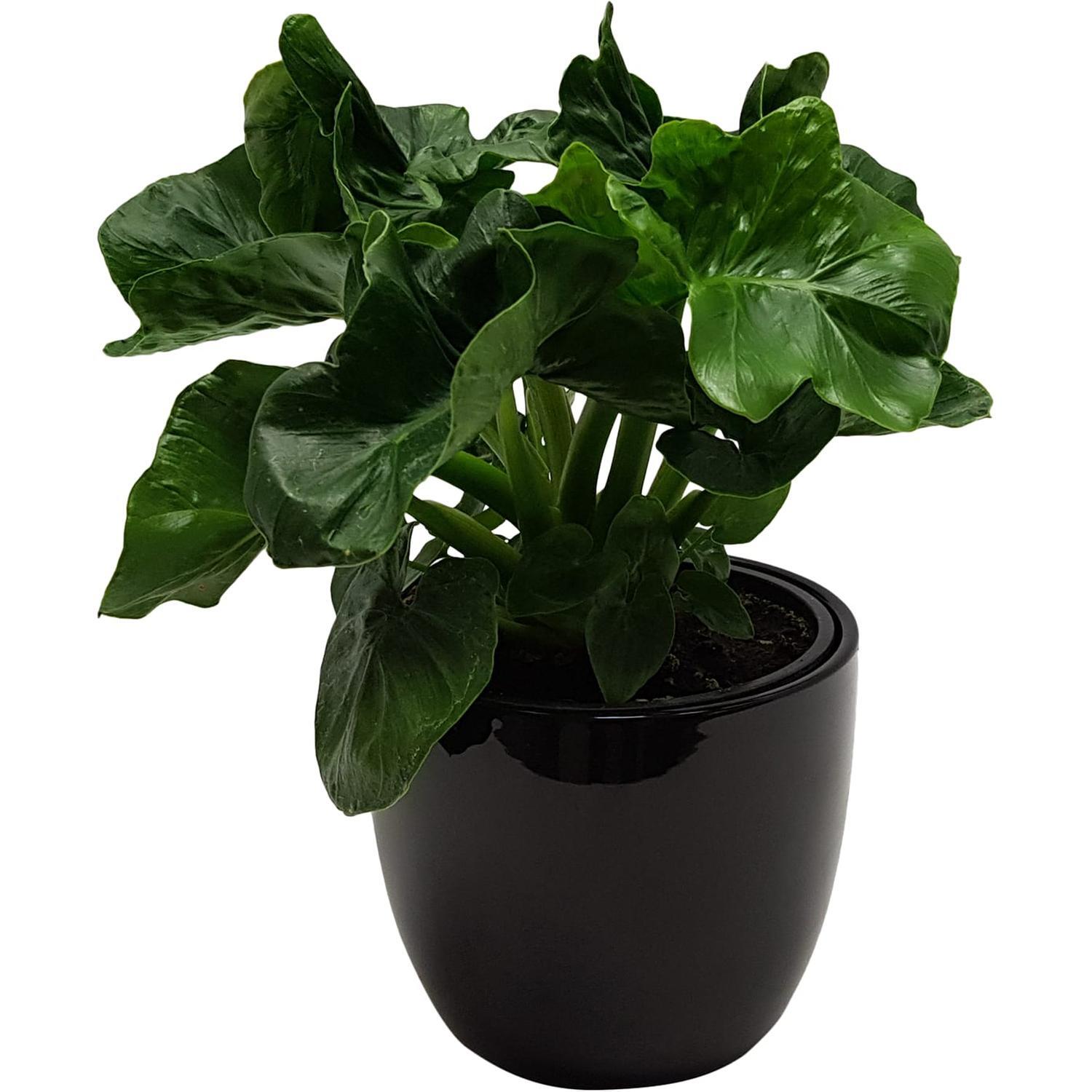 Philodendron 'Atom' in Ceramic Pot