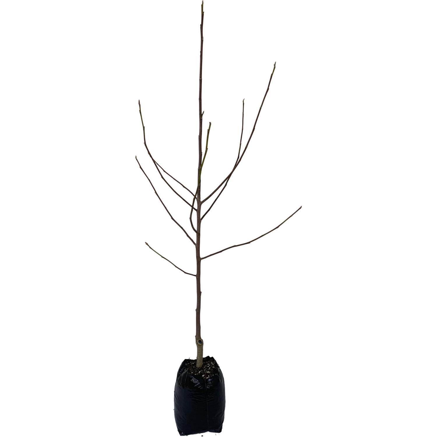 Magnolia Felix