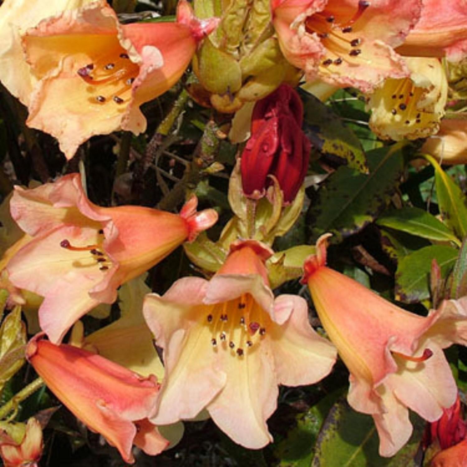Rhododendron Jingle Bells