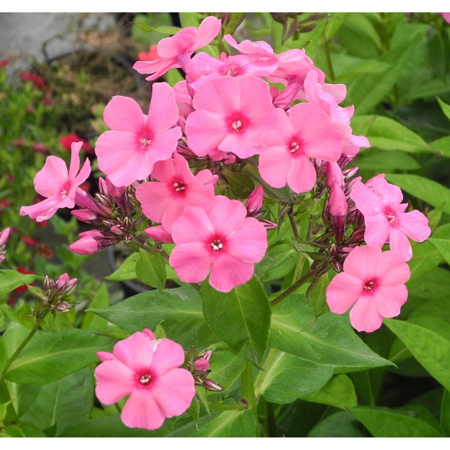 Phlox Volcano Pink Red Eye