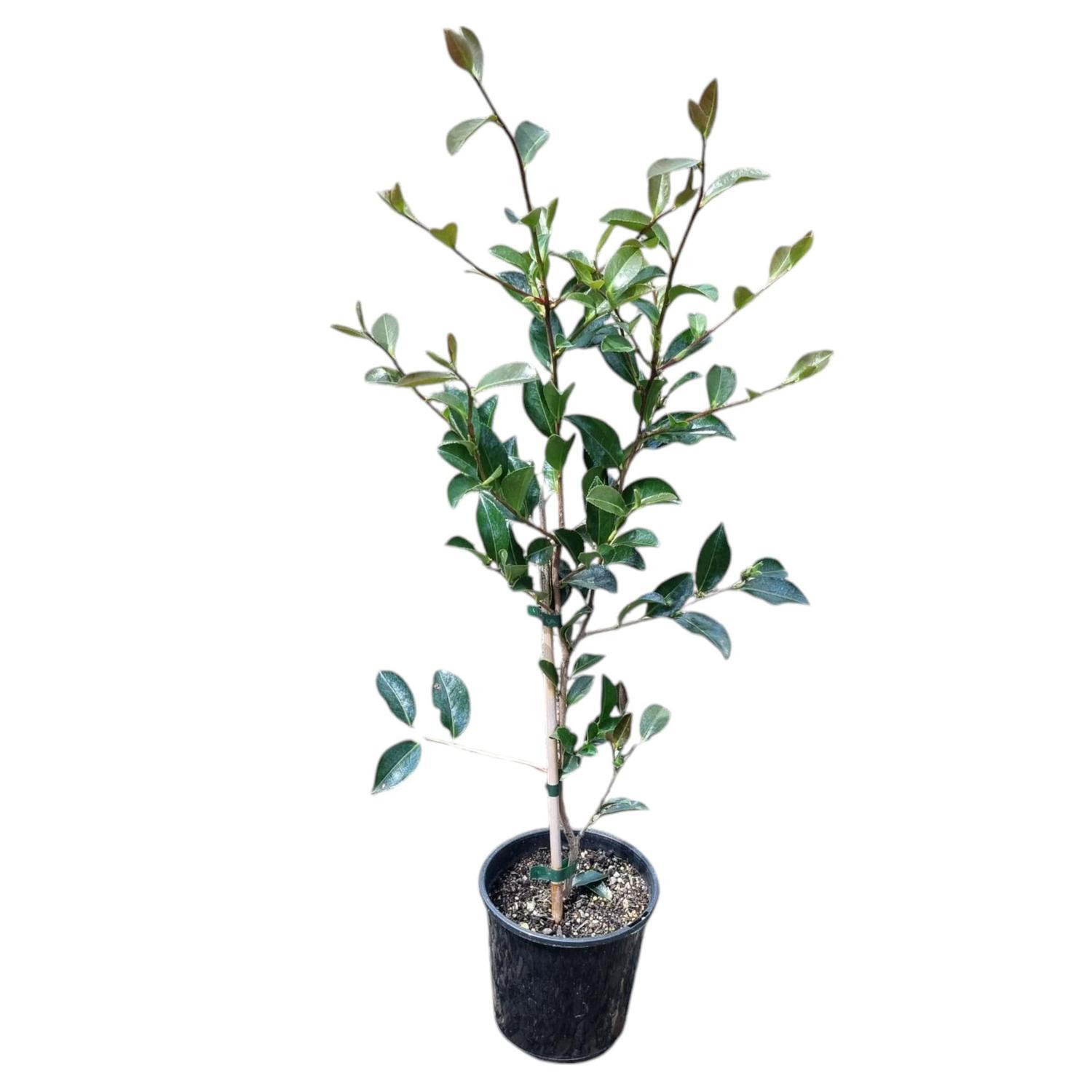 Camellia Assorted  2L