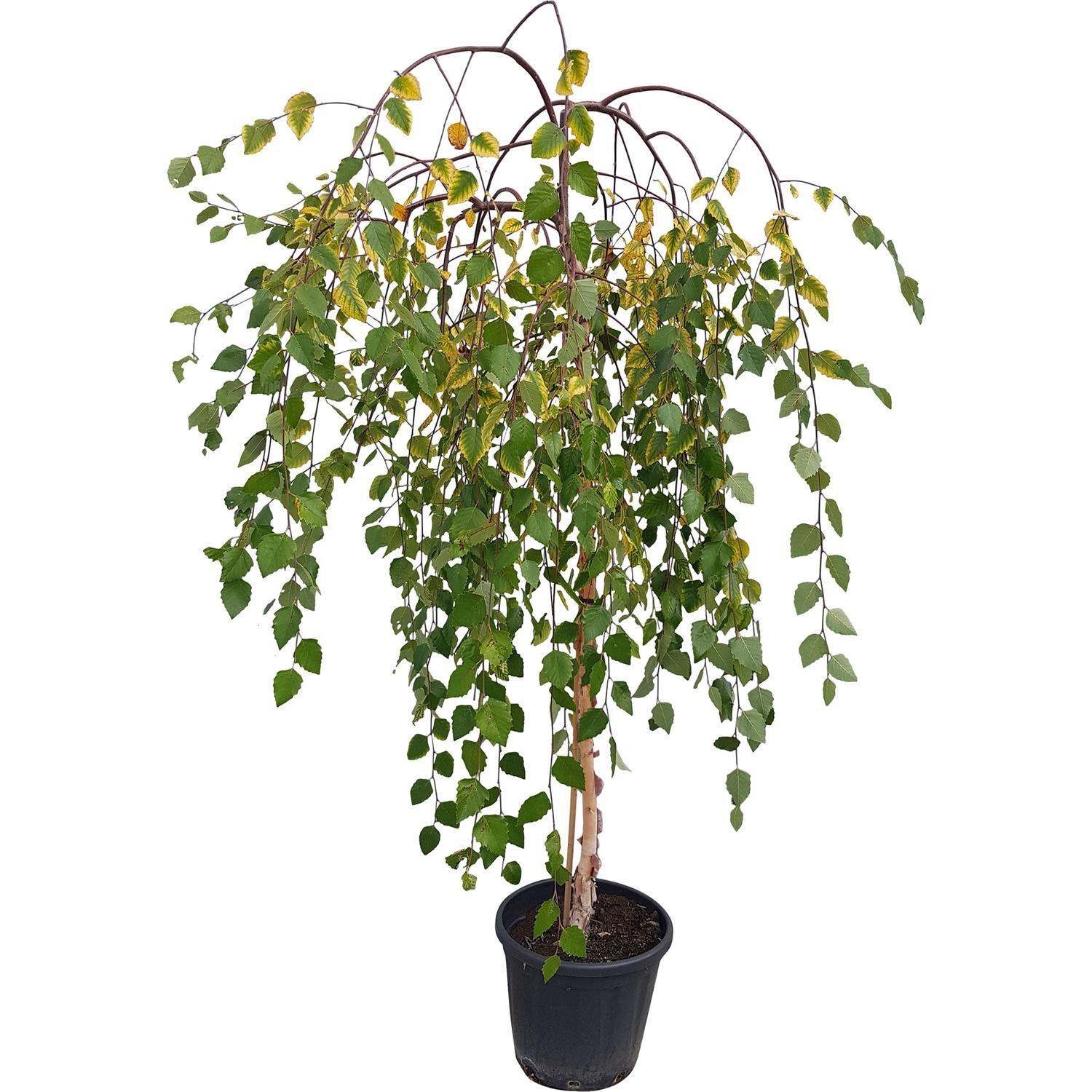Betula Summer Cascade