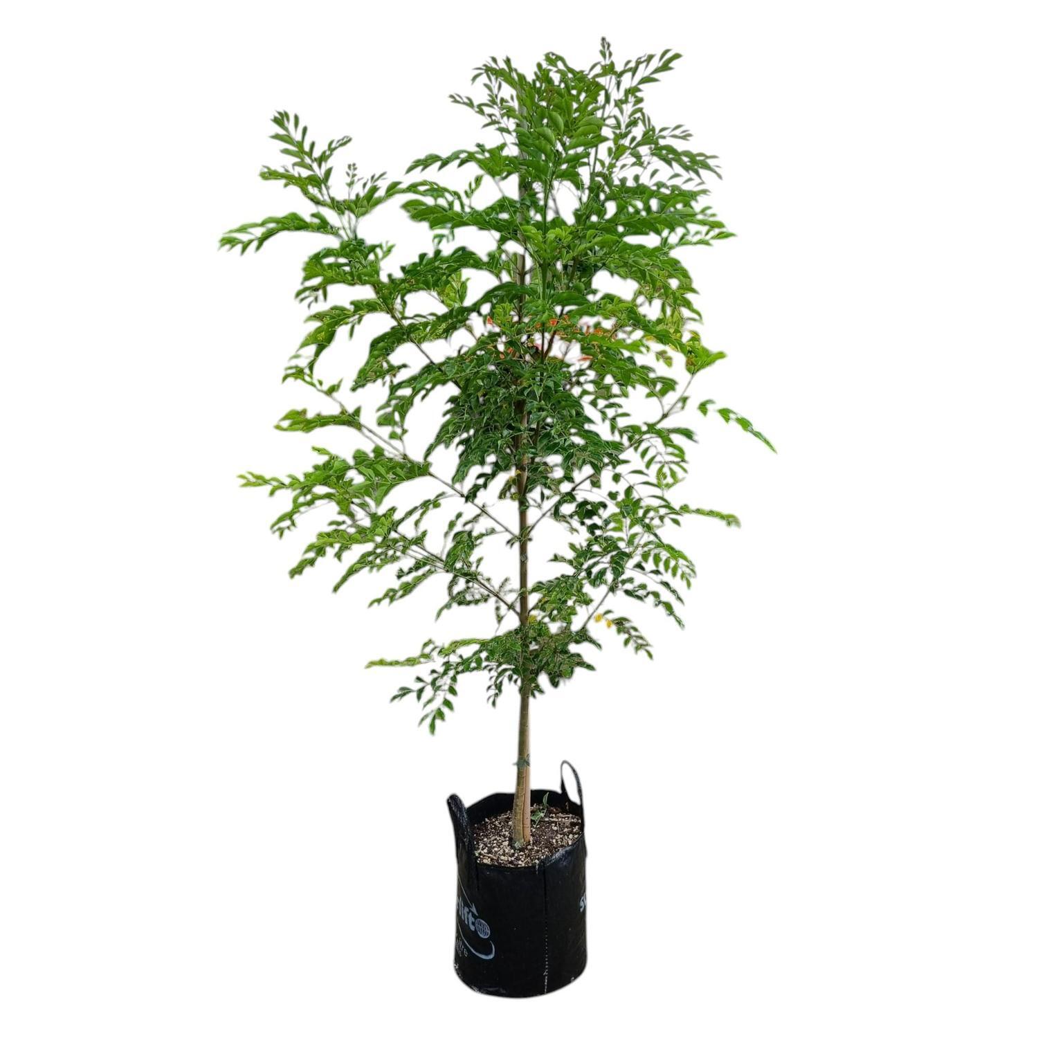Fraxinus Griffithi 25L