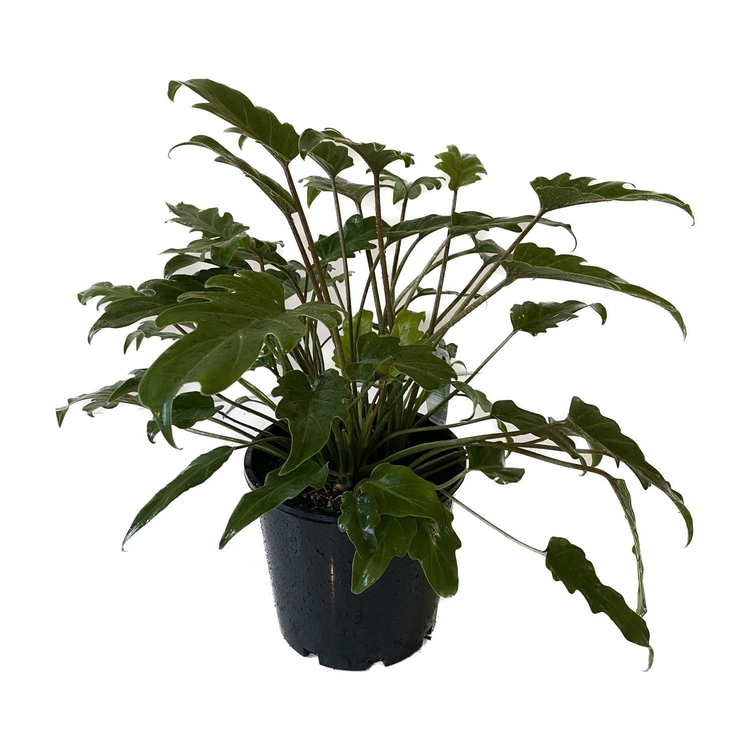 silk pothos plant Pipremnum Pictum Argyraeus (Silver Cloud, Silk Pothos)  Bastana Online  Gardens