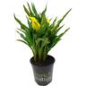 Zantedeschia 17cm
