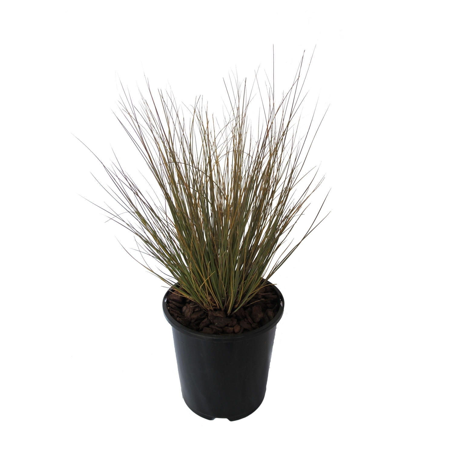 Chionochloa Rubra