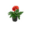 Gerbera