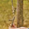 ExpertCut Bypass Secateurs